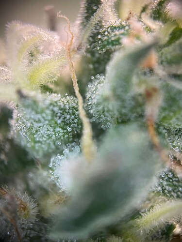 Growreport Bild 75
