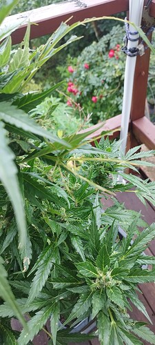 Growreport Bild 2