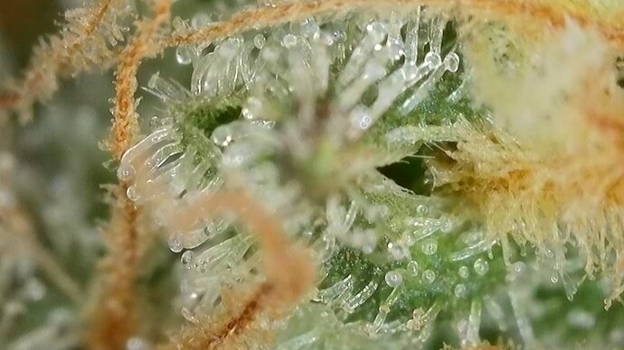 Growreport Bild 12
