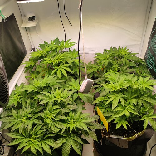 Growreport Bild 3