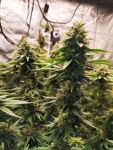Growreport Bild 6