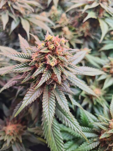 Growreport Bild 6