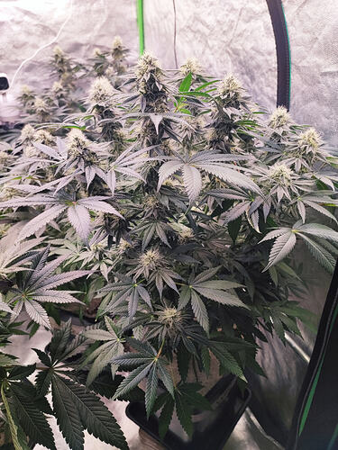 Growreport Bild 9