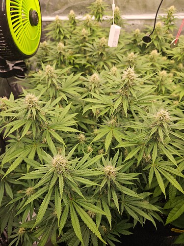 Growreport Bild 7