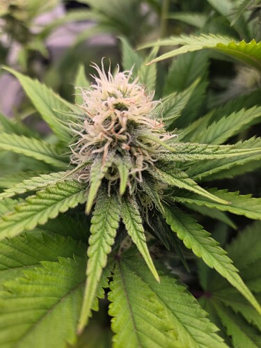 Growreport Bild 6