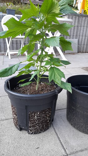 Growreport Bild 1