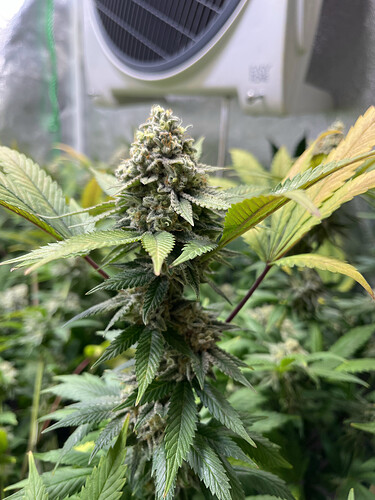 Growreport Bild 3