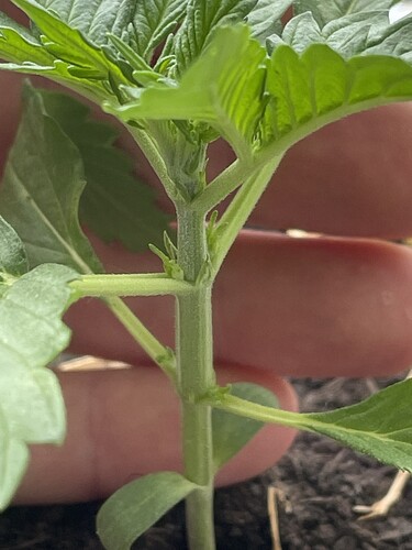 Growreport Bild 13