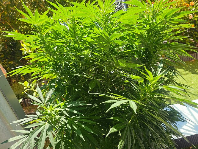 Growreport Bild 5