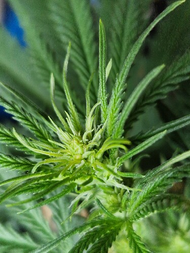 Growreport Bild 5