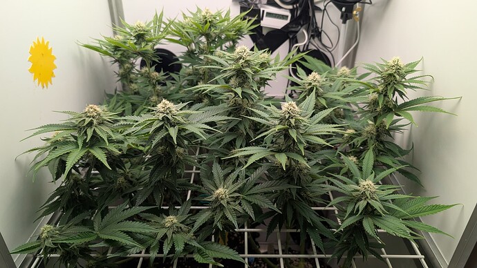 Growreport Bild 1
