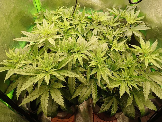 Growreport Bild 26