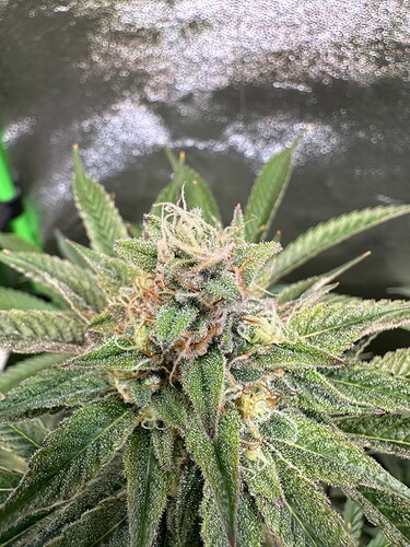 Growreport Bild 5