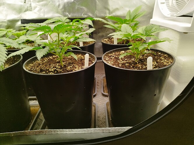Growreport Bild 6