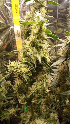 Growreport Bild 3
