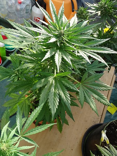 Growreport Bild 8