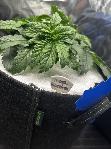 Growreport Bild 18