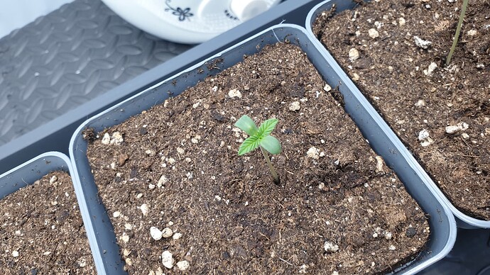 Growreport Bild 5