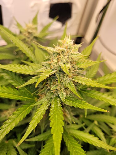 Growreport Bild 5