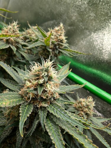 Growreport Bild 9