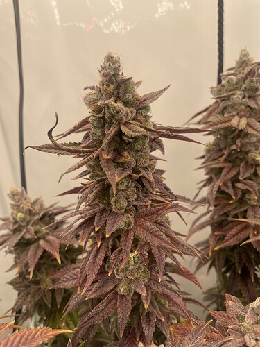 Growreport Bild 7