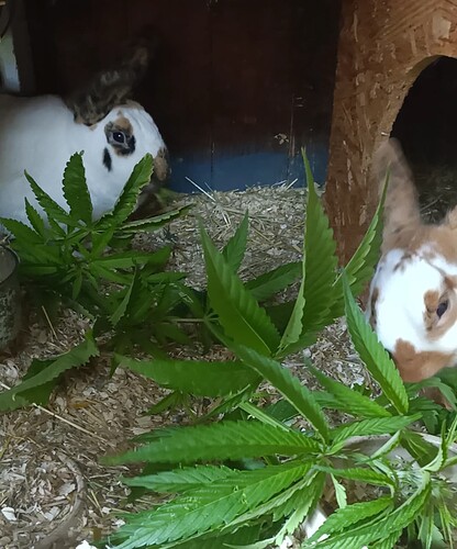 Screenshot_20240801-224247