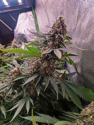Growreport Bild 26