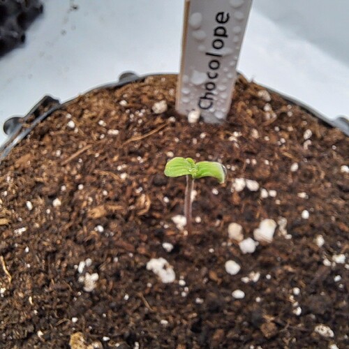 Growreport Bild 4