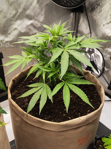 Growreport Bild 2