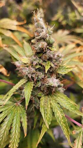 Growreport Bild 6