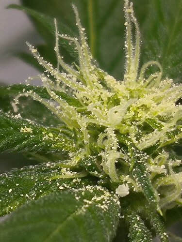 Growreport Bild 4