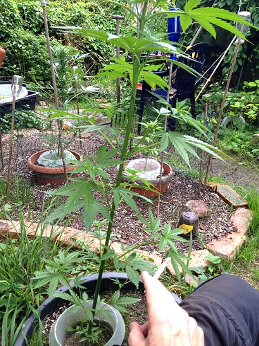 Growreport Bild 38