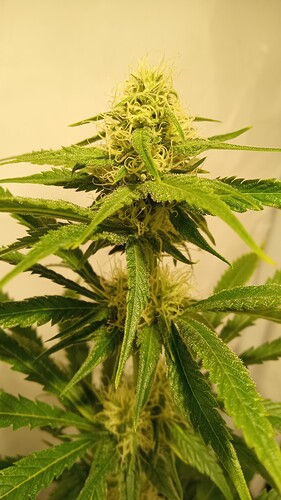 Growreport Bild 14