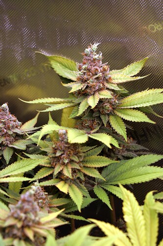 Growreport Bild 42