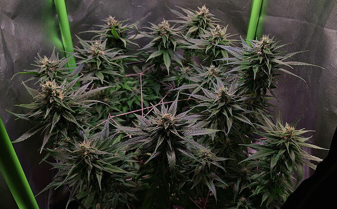 Growreport Bild 5