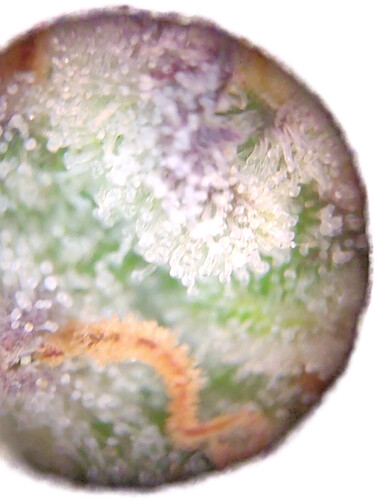 Growreport Bild 8