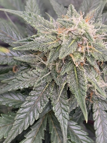 Growreport Bild 6