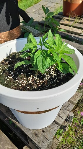 Growreport Bild 12