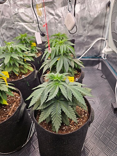 Growreport Bild 7