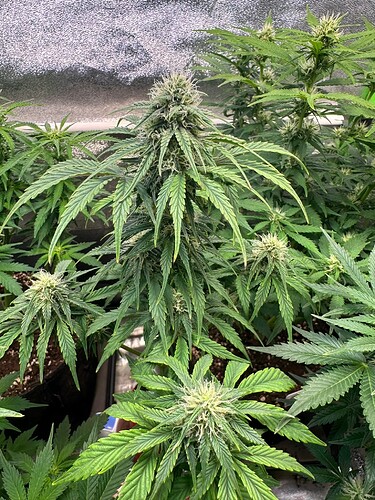 Growreport Bild 18