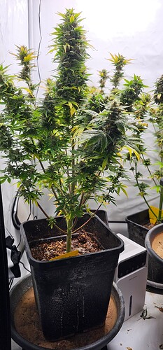 Growreport Bild 1