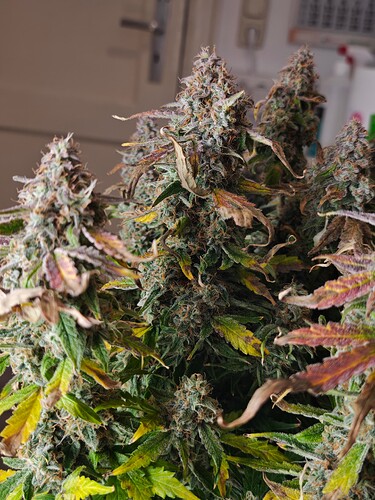 MVIMG_20251130_225533