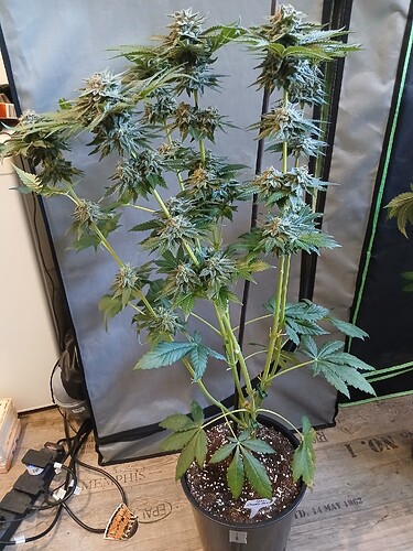 Growreport Bild 15