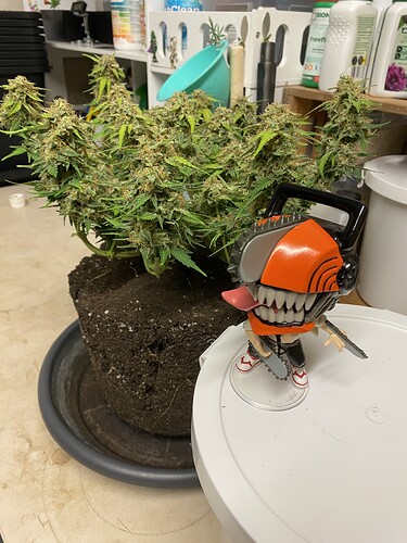 Growreport Bild 53
