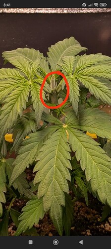 Eine junge Cannabispflanze mit einer roten Markierung am Haupttrieb, der kürzlich beschnitten wurde.