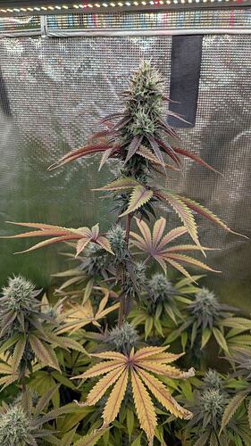 Eine blühende Cannabispflanze mit dichtem Hauptbud und mehreren kleineren Buds, die von dunkelroten bis gelben Blättern umgeben ist. Die Pflanze steht in einer Growbox unter einer LED-Lampe.