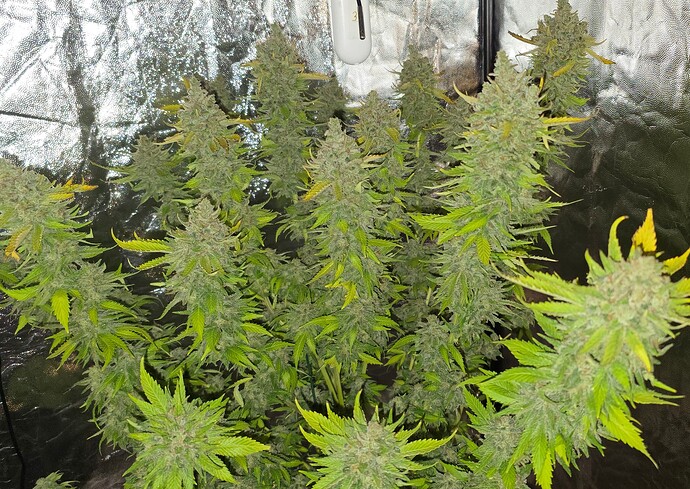Growreport Bild 19