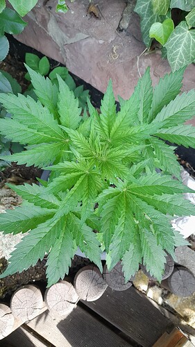 Growreport Bild 27