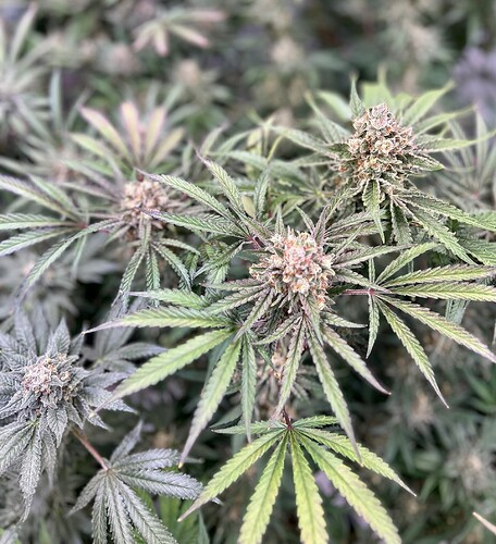 Growreport Bild 8
