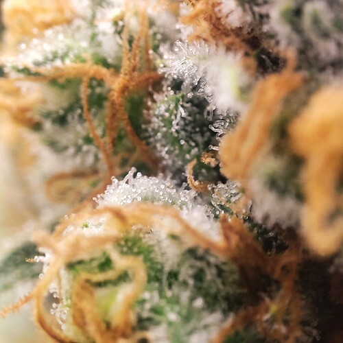 Growreport Bild 69